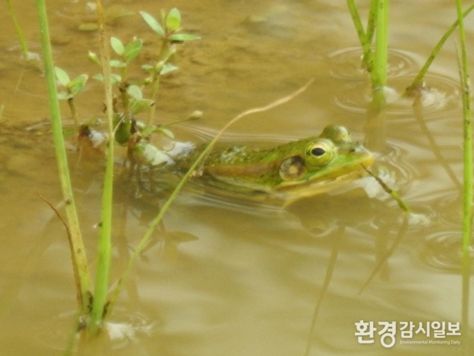 멸종위기 야생생물 2급인 금개구리