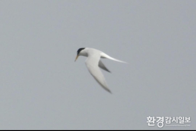 쇠제비갈매기의 신규 지정(Ⅱ등급)