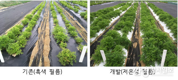 서울신문제공, 흑색 필름과 저온성 필름 비교 농촌진흥청이 여름철 고온 피해를 예방할 수 있는 저온성 필름을 개발했다(농촌진흥청 제공)