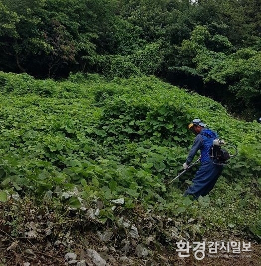 칡제거 작업