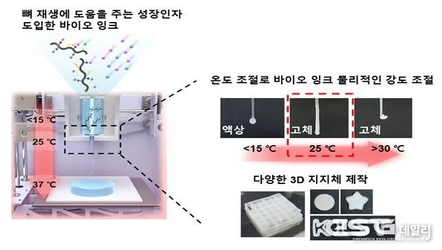 바이오 잉크로 3D 프린트한 지지체를 뼈 손상 부위에 이식 후 생분해와 뼈 재생효과 확인.