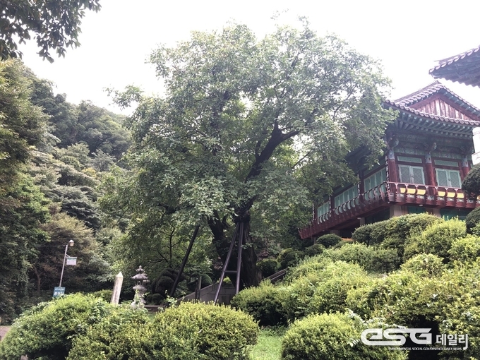 천안 광덕 호두나무(천연기념물 제398호).