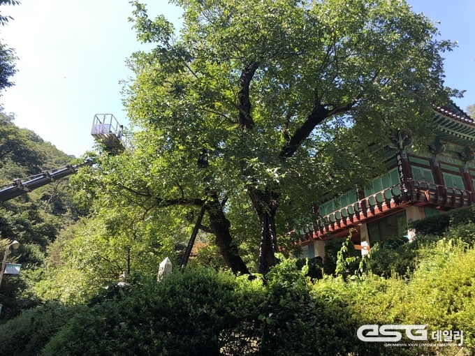 천안 광덕 호두나무(천연기념물 제398호).