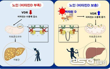 연구결과 모식도. 자료 질병관리청