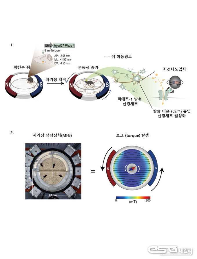 나노-자기유전학 기반 DBS(뇌심부자극술)<br>
1. 뇌 특정 지역인 시상하핵(Subthalamic Nucleus) 신경세포에 유전 공학을 통해 발현된 피에조-1 이온 채널에 자성나노입자가 결합한다. 자기장 자극을 가하면 자성나노입자가 토크 힘을 발생시켜 피에조-1 이온 채널을 연다. 이는 칼슘 이온의 유입과 신경세포 활성화로 이어진다.<br>
2. 나노-자기유전학에 사용되는 회전 자기장 생성 장치의 실제 사진 (좌) 및 자기장 시뮬레이션 (우). 넓은 영역에 생성되는 균일한 25 mT 자기장을 회전시켜서 살아 있는 동물의 뇌 속에 주입된 자성나노입자의 회전에 의한 토크 힘 발생을 유도한다. 넓은 영역에서 동물이 물리적 제약 없이 자유롭게 행동하며 자기장 자극을 받을 수 있다.