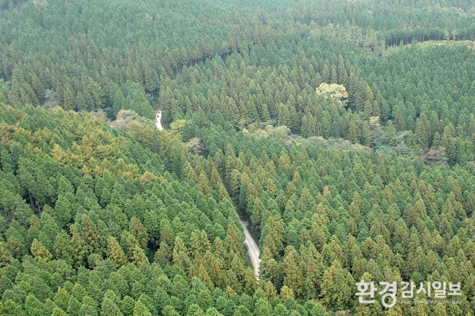 전남 장성 축령산 편백림(고임종국 선생조성지 2007년사진)