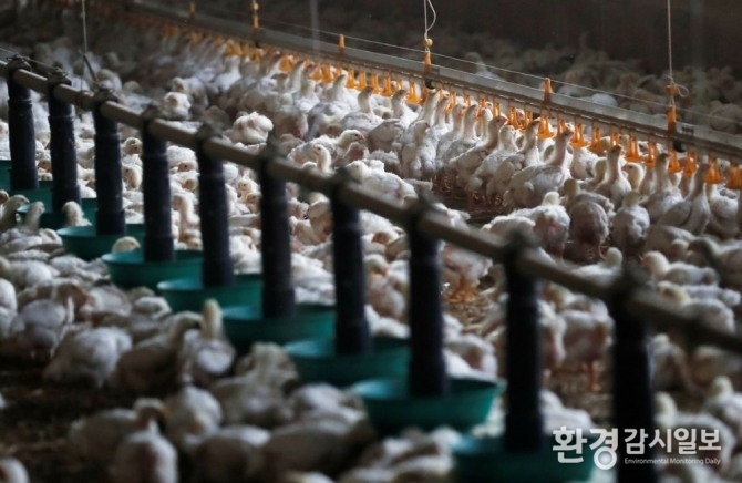 사진/로이터: 프랑스 르망시 인근 한 양계장 내 닭들 모습.&nbsp;