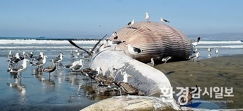 <strong>2009년 멕시코 엔세나다 해변에서 발견된 대왕고래 사체</strong>